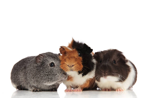 istock three cute guinea pigs looking in different sides 956330466