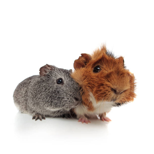 istock two cute furry guinea pig sitting 956330502