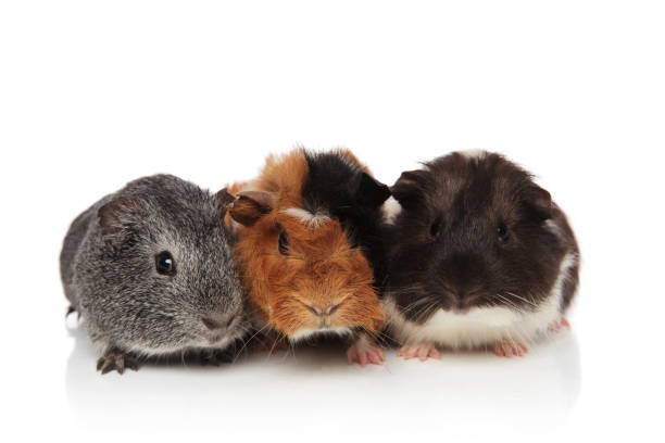 istock three cute furry guinea pigs lying 956330618
