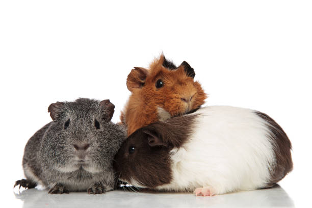 istock funny guinea pig friends playing together 956330678