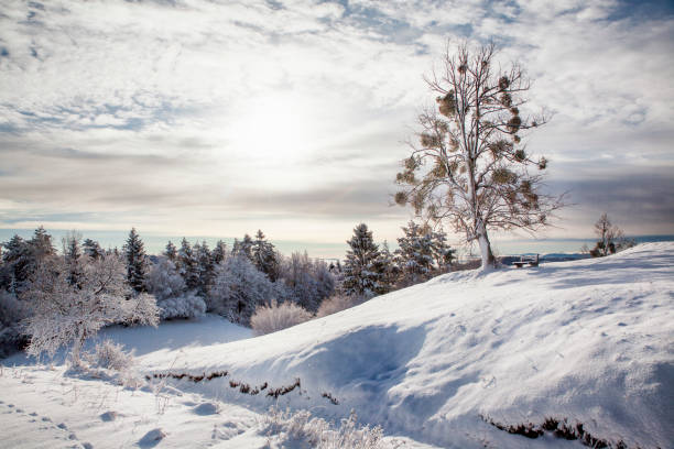 Beautiful winter landscape with snow
