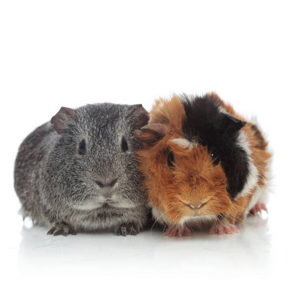 istock two lovely grey and brown with black guinea pigs 956330798