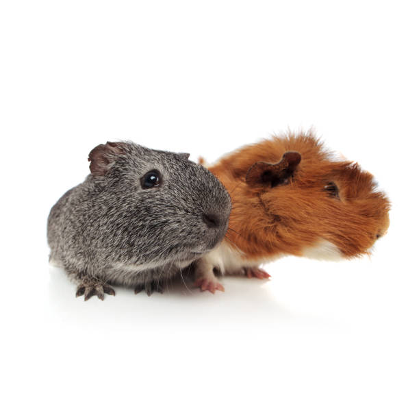 istock curious guinea pig couple looking to side 956330846