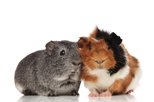 Two guinea pigs sitting on chequered cushion,christmas decoration and lights in background