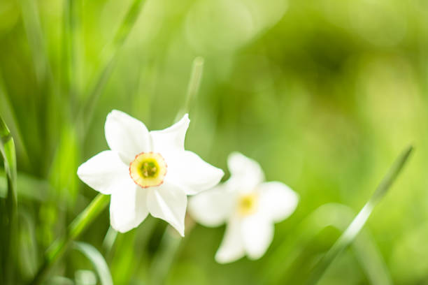 istock Flowerbed with beautiful  daffodils blooming in the garden in springtime. 956331680