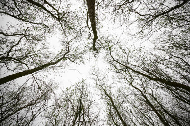 Woodland with bare trees in Cotswold, England for background use