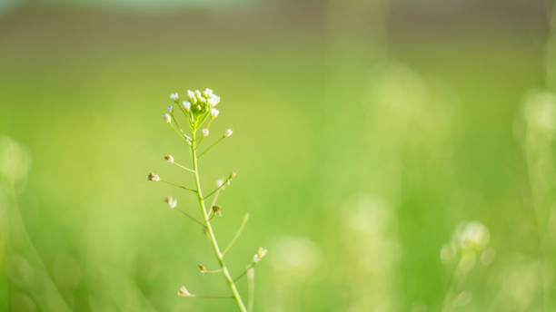 istock Art abstract spring background or summer and nature background concept. 956335262