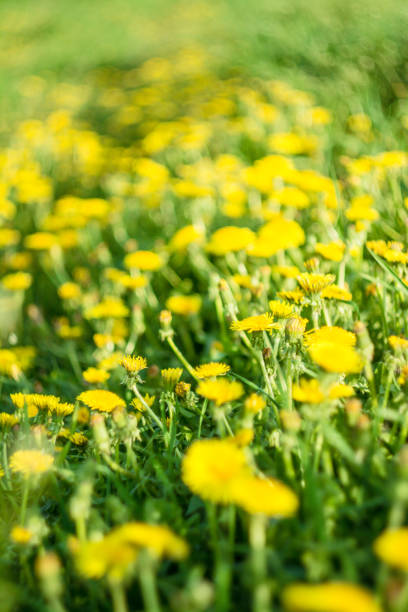 istock Yellow buttercup in sunny spring, dandelion flower. 956335474