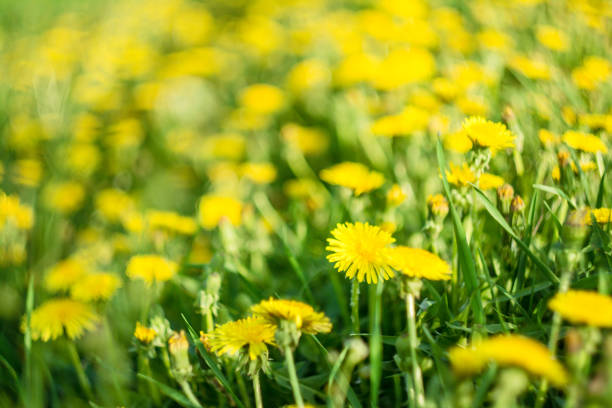 Dandelion, Flower, Medicine, Plant, Ukraine, Close-up, Flower Head, Grass Family