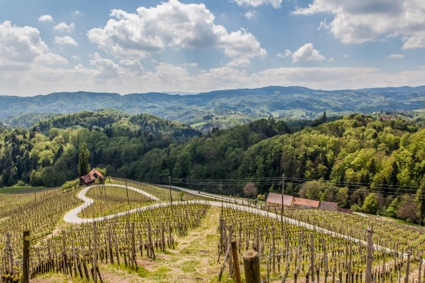istock Heart road of vineyards 956335864