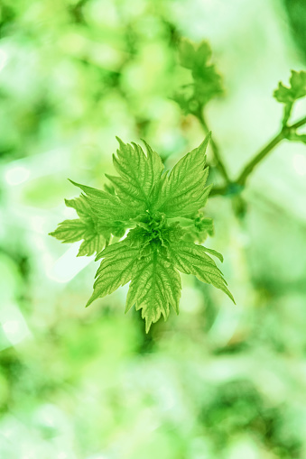 Close-up barnch of plant with small green leaves