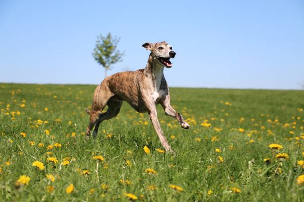 whippet en cours d’exécution dans le parc - sight hound photos et images de collection