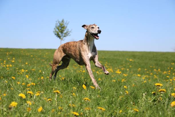 公園でランニングのウィペット - sight hound ストックフォトと画像