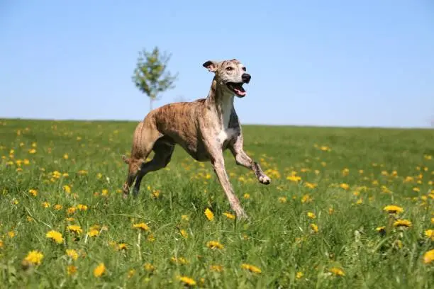 beautiful brindle whippet is running on a field with dandelions