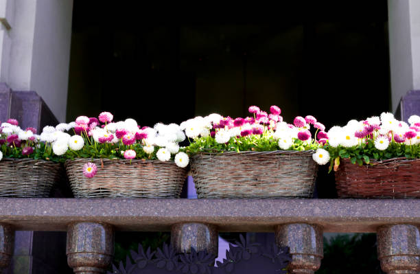 flowers on the balcony, Berlin