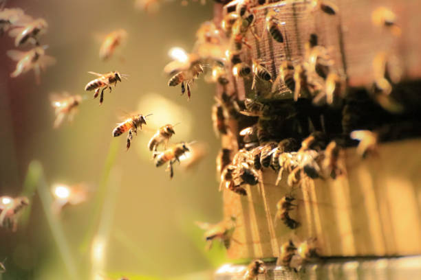 Honey Bees Honey Bees working hard in the spring sunlight honey bee stock pictures, royalty-free photos & images