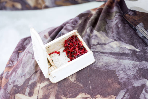 Bloodworms, motyl or mosquito larvae as bait for fish during winter ice fishing, are in plastic container on knee at fisherman close-up. Scenic photo bait for winter fishing using mormyshkas or jig gusanos, larvas motyl o mosquito como cebo para los peces durante el invierno pesca del hielo, en envase de plástico sobre la rodilla en el primer plano de pescador. fotos panorámicas de cebo para la pesca de invierno con mormyshkas o plantilla
