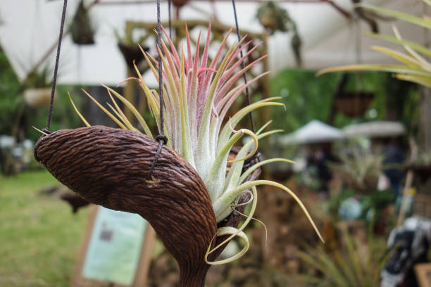 istock Tillandsia plants in a creative pot 956341692