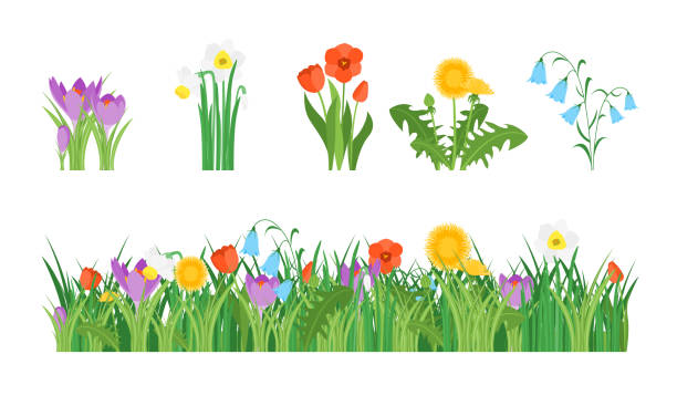 ilustraciones, imágenes clip art, dibujos animados e iconos de stock de flores de jardín de dibujos animados y conjunto de elementos. vector de - isolated on yellow illustrations