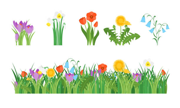 Cartoon Garden Flowers and Element Set. Vector Cartoon Garden Flowers and Element Set Concept Flat Design Style Include of Grass, Plant and Leaf. Vector illustration garden stock illustrations
