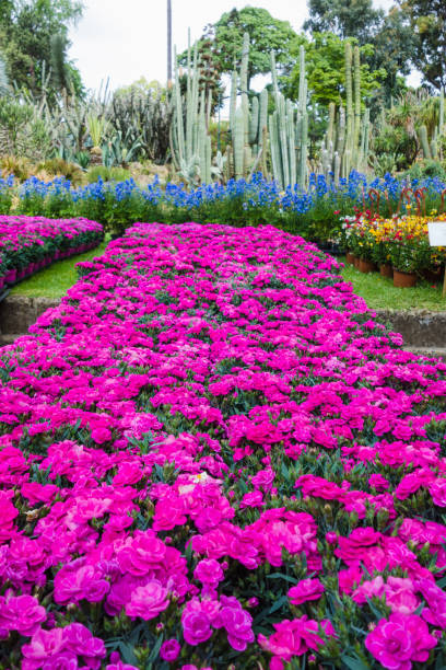 istock Dianthus caryophyllus, Peman Rosa Plants 956344634