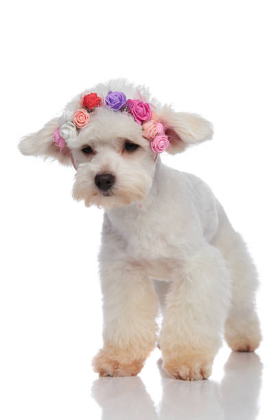 istock cute bichon wearing flowers headband looks down to side 956347394