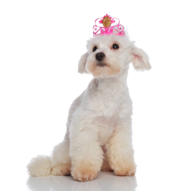 istock lovely crowned bichon looks to side while sitting 956347680