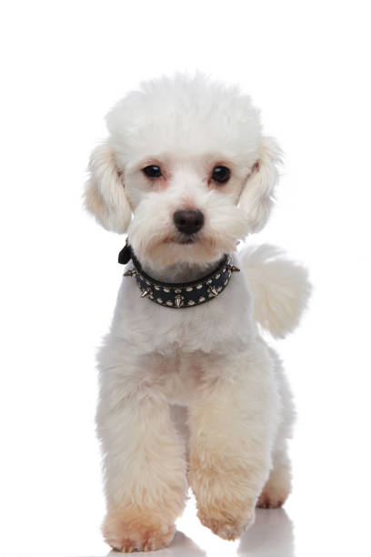 istock adorable white bichon wearing black spiked collar stepping 956347692