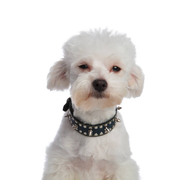 istock close up of cute bichon wearing a spiked collar 956347698