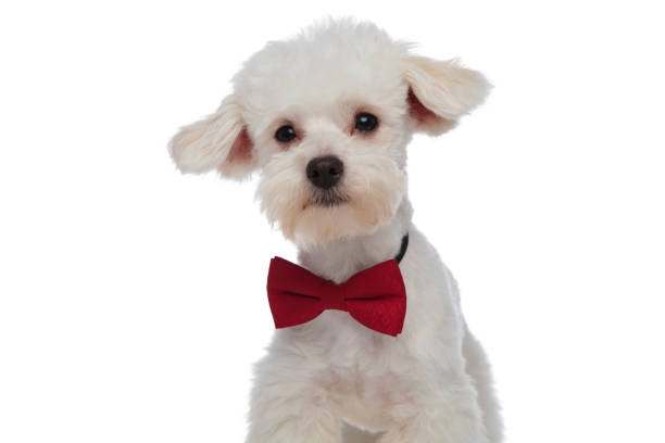 istock close up of gentleman white bichon looking to side 956347840