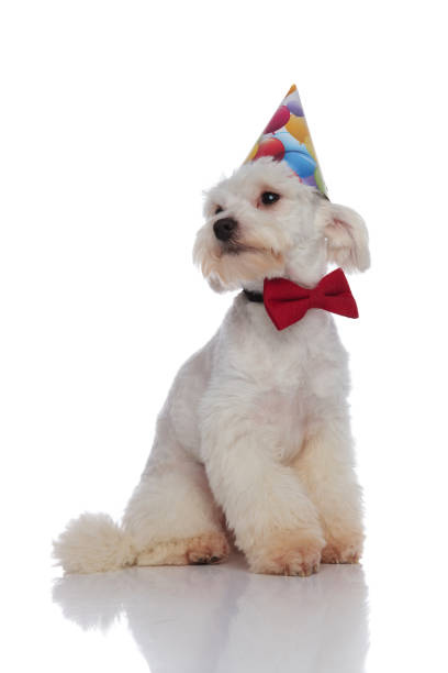 istock bichon with birthday cap and red bowtie looks to side 956347866