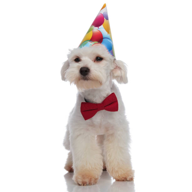 istock birthday bichon with red bowtie is looking for presents 956347896