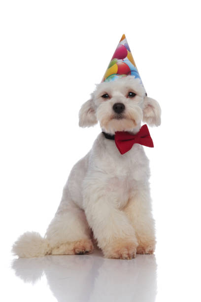 istock cute elegant bichon is ready for birthday party 956347930