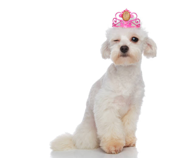 istock cool princess bichon sitting and winking 956348284