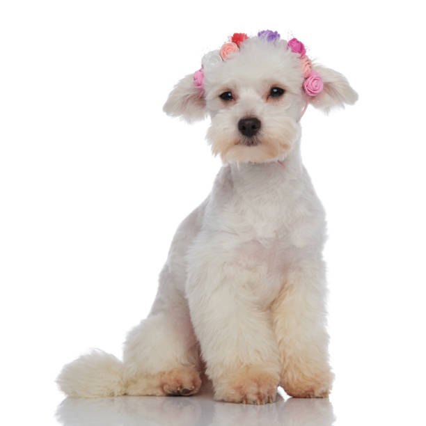 istock seated furry bichon looking to side while wearing flowers headband 956348972