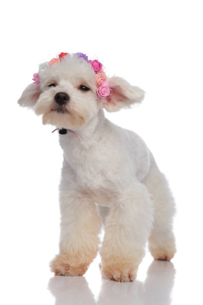 istock sad bichon wearing flowers crown while looking to side 956349010