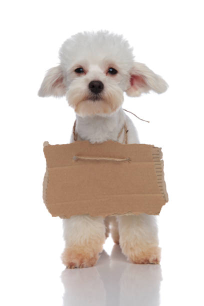 istock cute beggar bichon puppy with empty billboard around neck 956349198