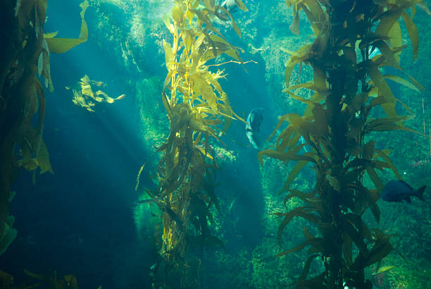 Underwater shot with Kelp, Rocks and Fish stock photo