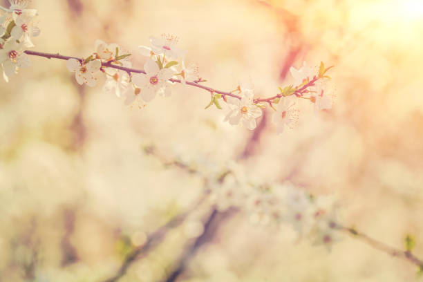 istock single branch of blossom cherry on bright blurred backfround 956352420