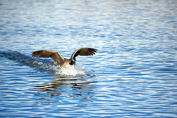 istock Canadian goose landing in water 95635268