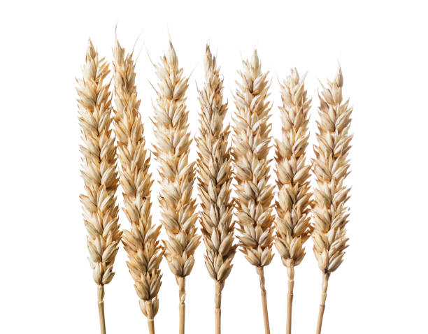 istock Composition of wheat ears isolated on white 956352976