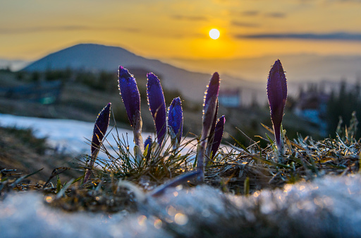 Crocus buds covered with water drops against background of the rising sun. Remains of snow are seen on picture.