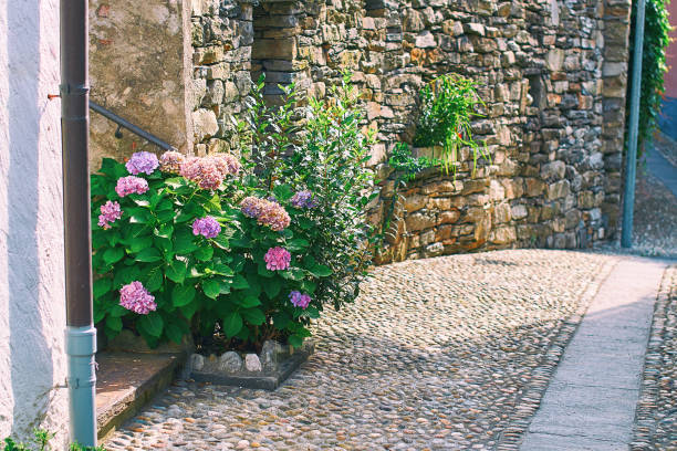 schöne blühende violette hortensie oder hortensia busch in ländlichen schweizer bergdorf straße in der südlichen schweiz, kanton tessin in der nähe von bellinzona - switzerland tourism wall window stock-fotos und bilder