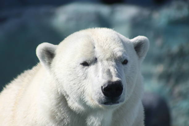 istock Portrait of polar bear 956359904