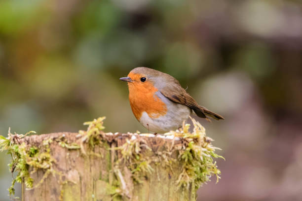 istock Robin sitting on moss covered fence post 956361834