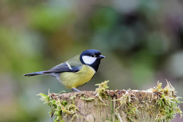 istock Great Tit on Moss Covered Fence Post 956361854