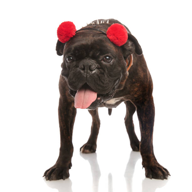istock adorable boxer with red earmuffs standing and panting 956362810