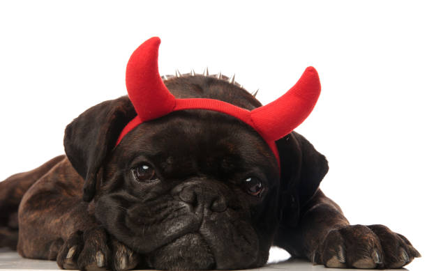 istock close up of adorable boxer with devil horns lying 956362886