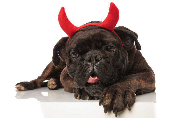 istock close up of lovely black boxer with red devil horns 956362912