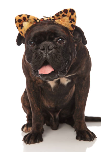 istock cute panting boxer wears leopard ears headband for Halloween 956363152